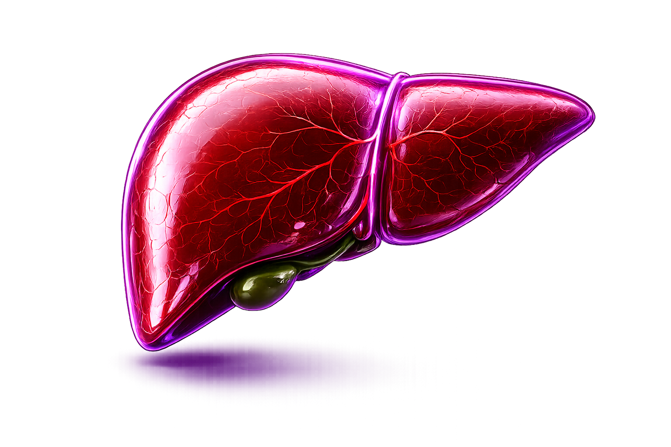 Liver
