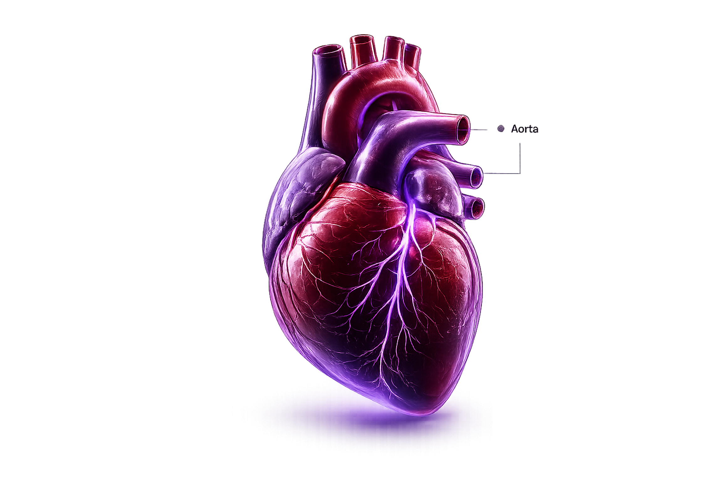 Heart