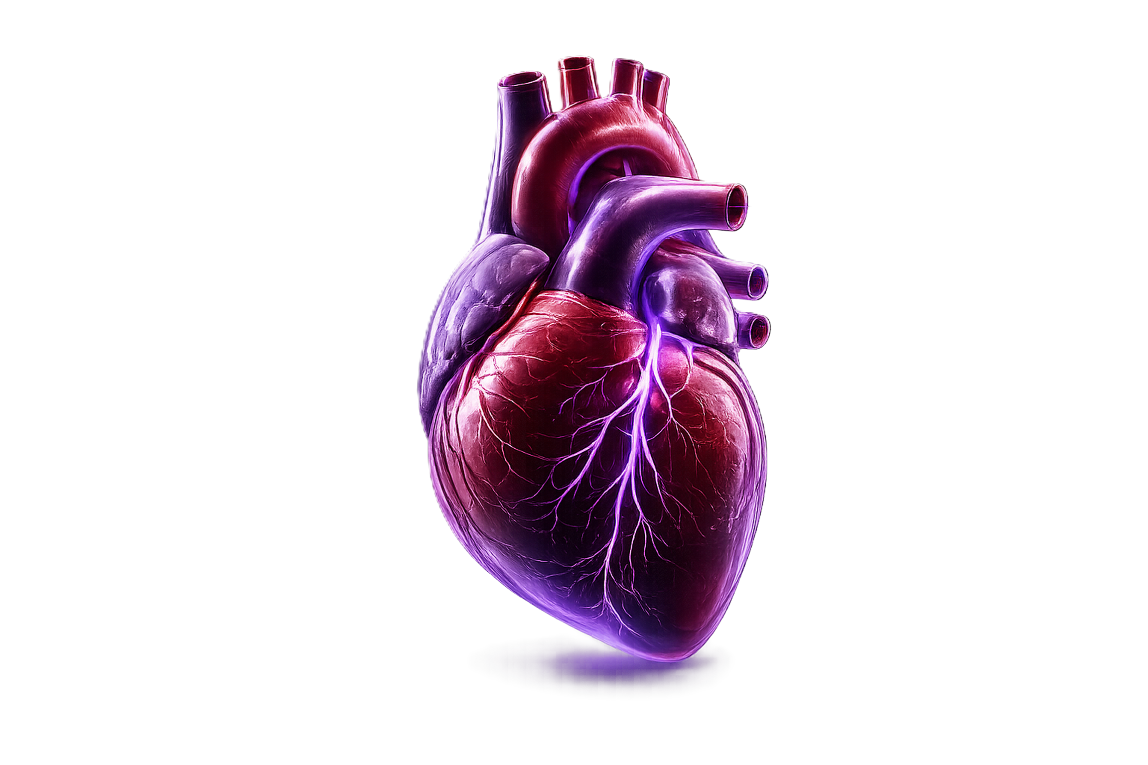 Heart